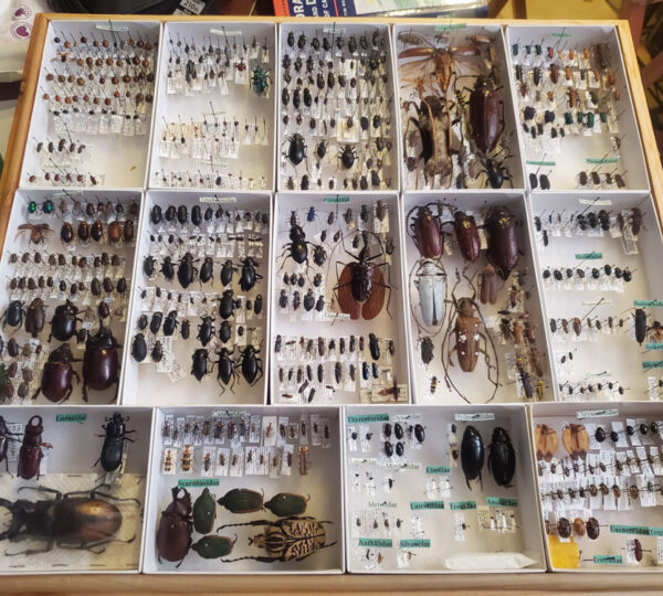 Beetle Collection Drawer