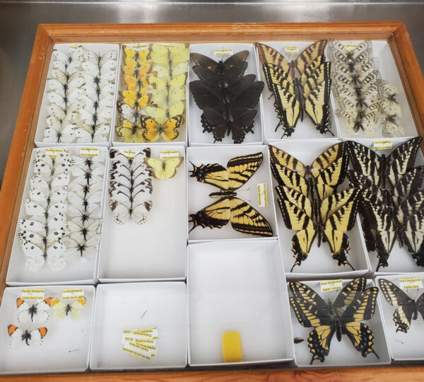 California Butterfly Collection Drawer