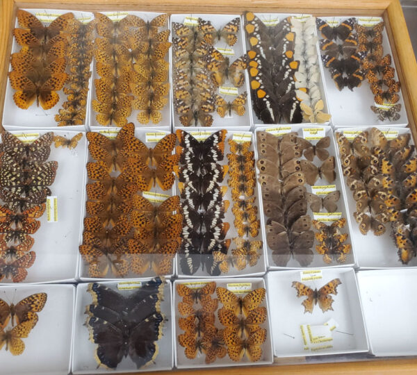 California Butterfly Collection Drawer