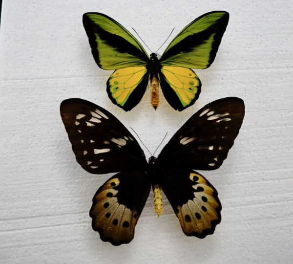 Goliath Birdwing