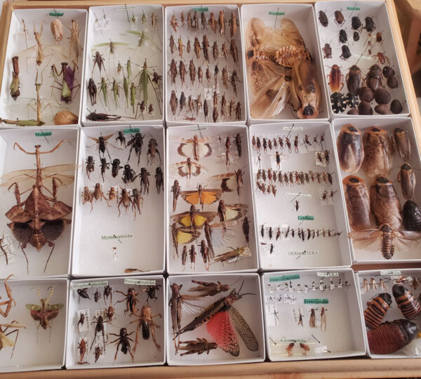 Collection Drawer