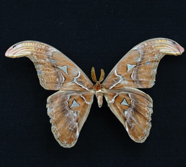 Atlas Moth
