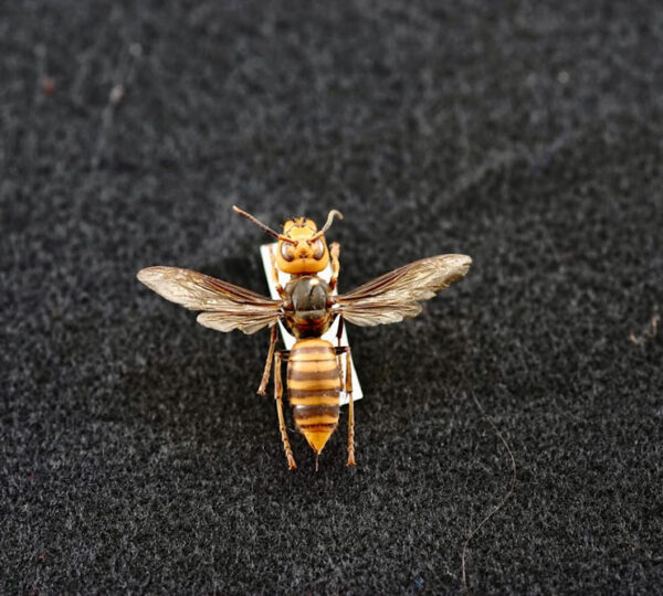Giant Hornet